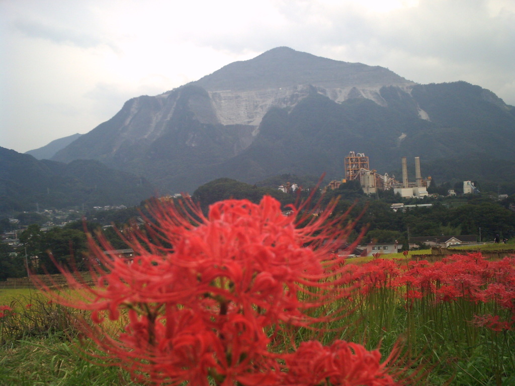 2015/09/21_寺坂棚田の彼岸花と武甲山
