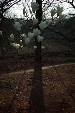 2016/03/19_花の丘農林公苑の白木蓮