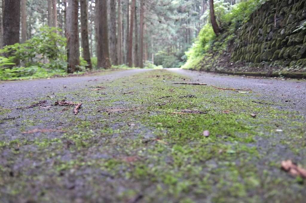 2014/08/02_苔むした道