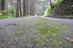2014/08/02_苔むした道