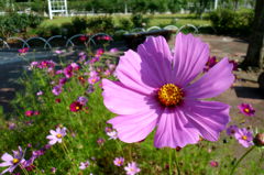 2014/06/15_伊奈バラ園のコスモス