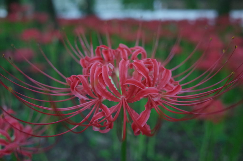 2016/09/10_巾着田の曼珠沙華