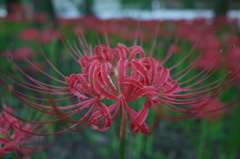 2016/09/10_巾着田の曼珠沙華