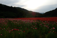 2015/05/23_ポピー畑