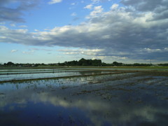 2017/06/04_水田に雲