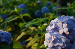 2016/06/18_伊奈アジサイ園の夕暮れ紫陽花