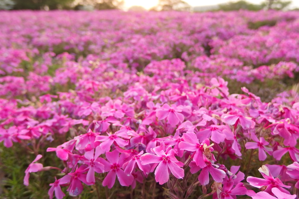 2015/04/25_花の丘農林公苑の芝桜