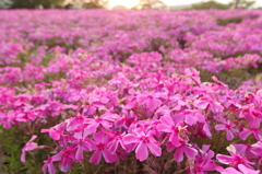 2015/04/25_花の丘農林公苑の芝桜