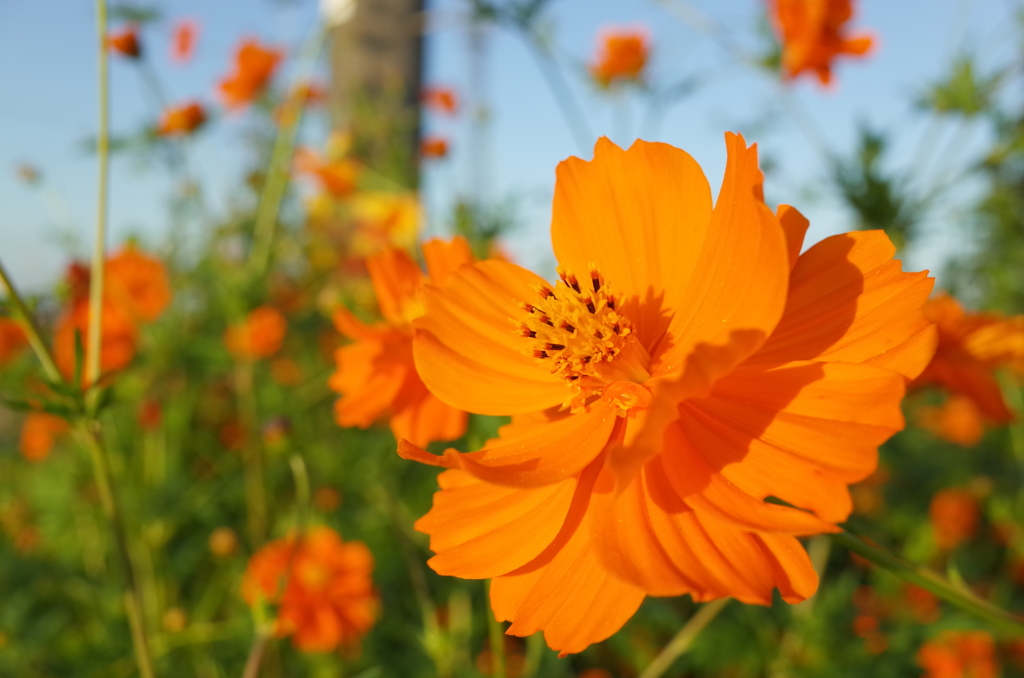 2015/09/22_キバナコスモス