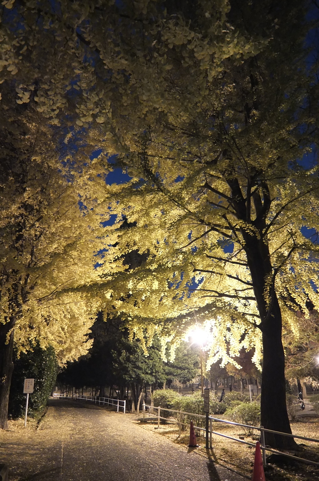 2014/11/24_夜の別所沼公園