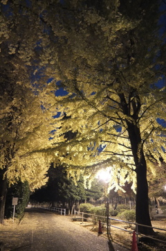 2014/11/24_夜の別所沼公園