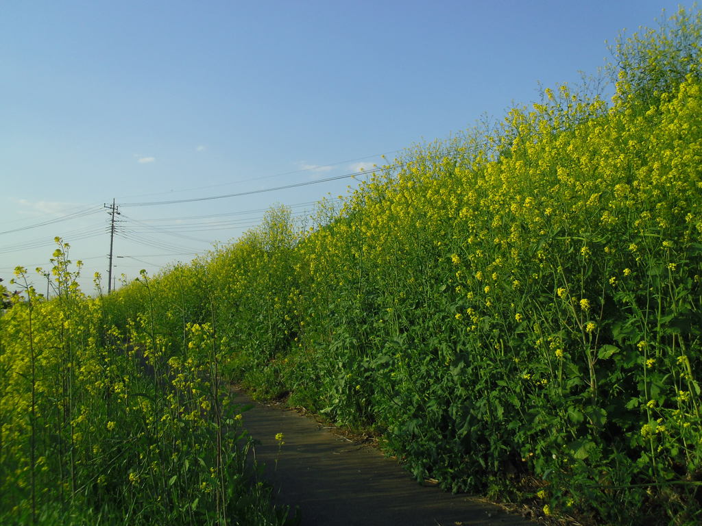 2017/04/16_菜の花の道