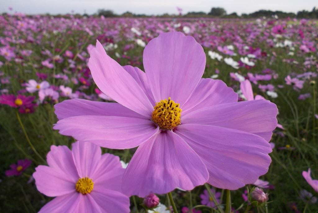 2015/11/01_吹上のコスモス畑