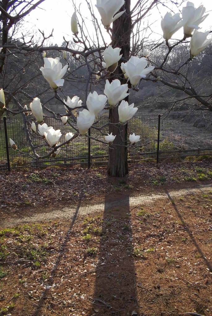 2016/03/19_花の丘農林公苑の白木蓮
