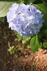 2014/06/15_伊奈アジサイ園