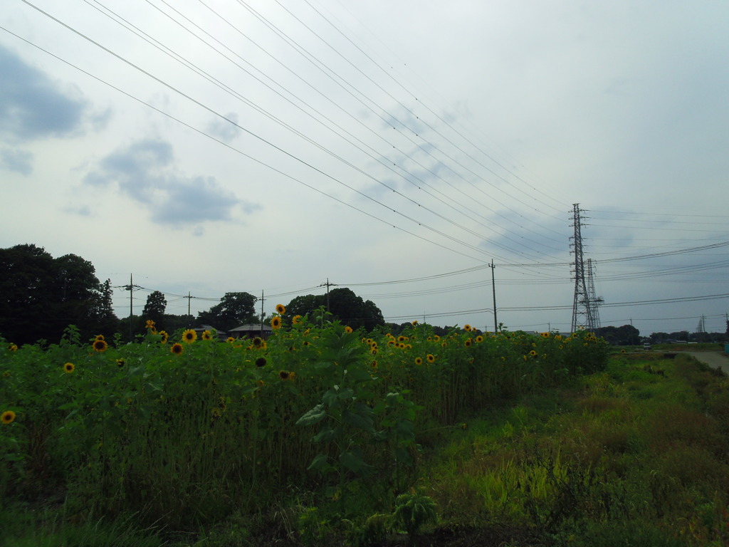 2017/06/24_曇天の向日葵