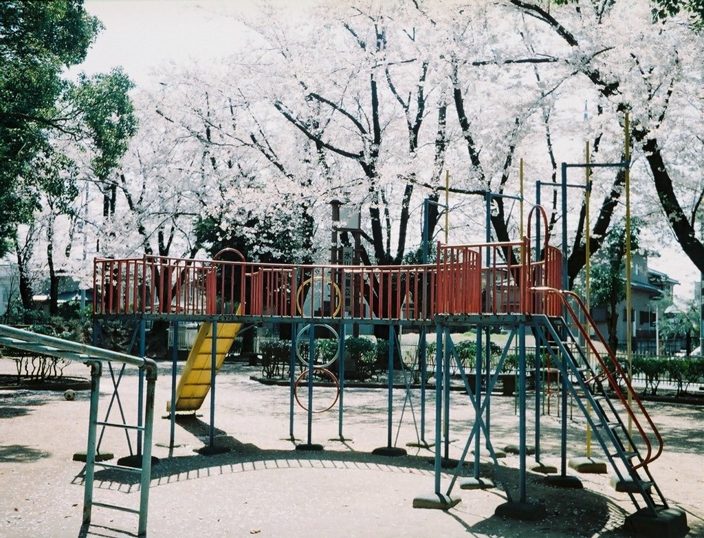 2019/04/06_氷川児童公園の桜