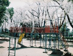 2019/04/06_氷川児童公園の桜