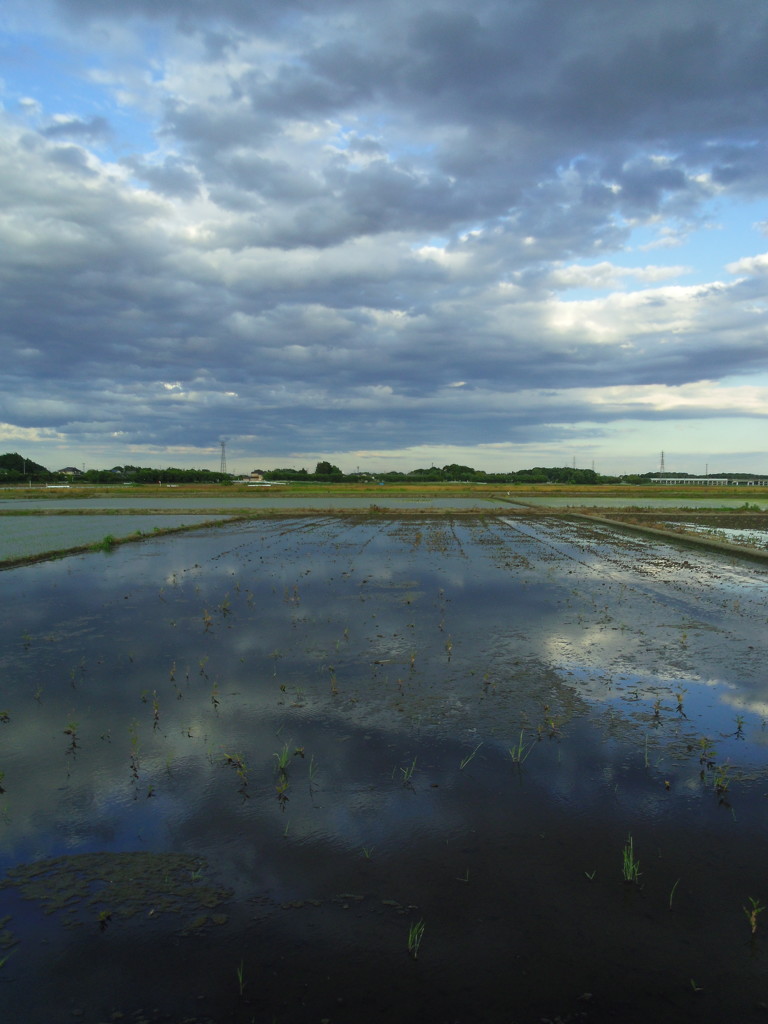 2017/06/04_水田に雲