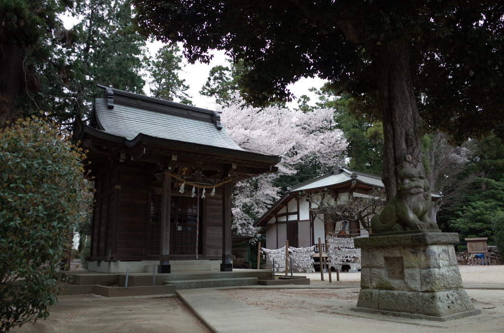 2015/04/04_小室氷川神社の桜