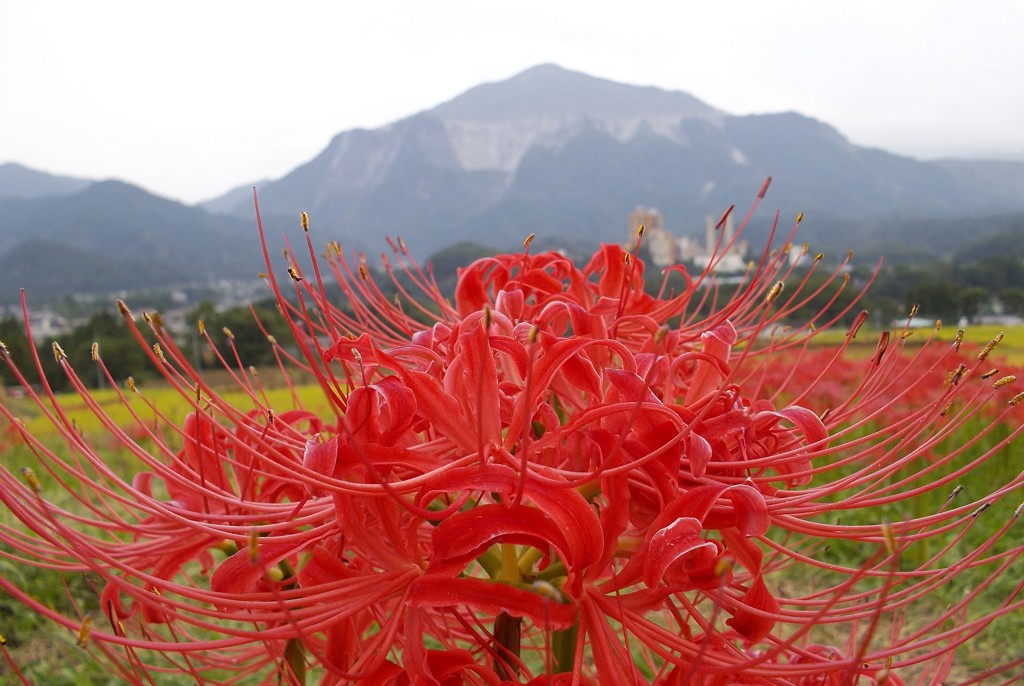 2015/09/21_寺坂棚田の彼岸花と武甲山