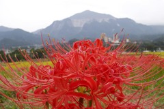 2015/09/21_寺坂棚田の彼岸花と武甲山