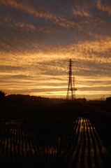 2015/06/27_水田の夕暮れ