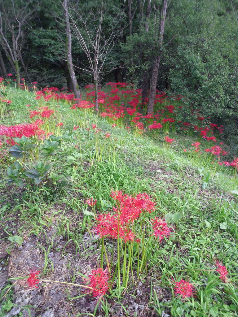 2017/09/18_下里の槻川流域の彼岸花