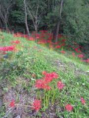 2017/09/18_下里の槻川流域の彼岸花
