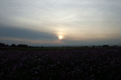 2015/11/01_夕暮れの吹上コスモス畑