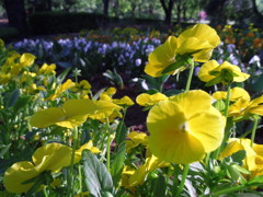 2017/04/30_花の丘農林公苑のビオラ