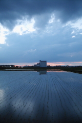 2016/06/26_水田の夕暮れ