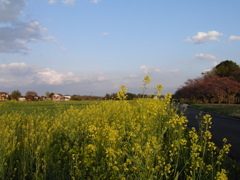 2017/04/15_菜の花と桜
