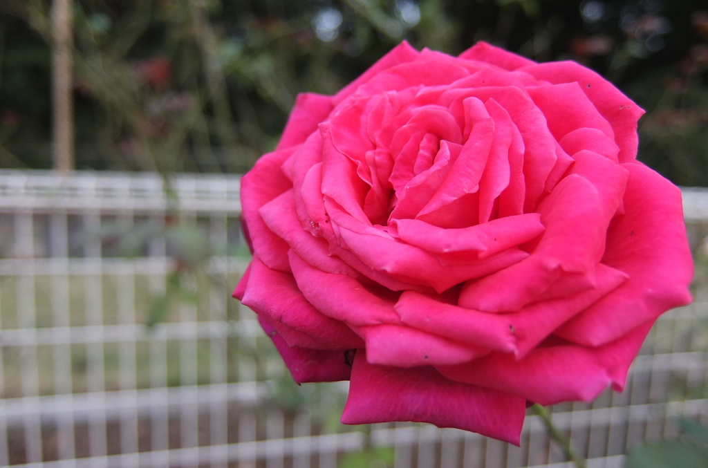 2014/10/12_伊奈バラ園の薔薇