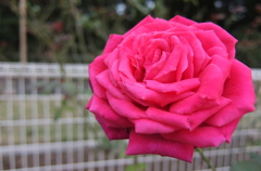 2014/10/12_伊奈バラ園の薔薇