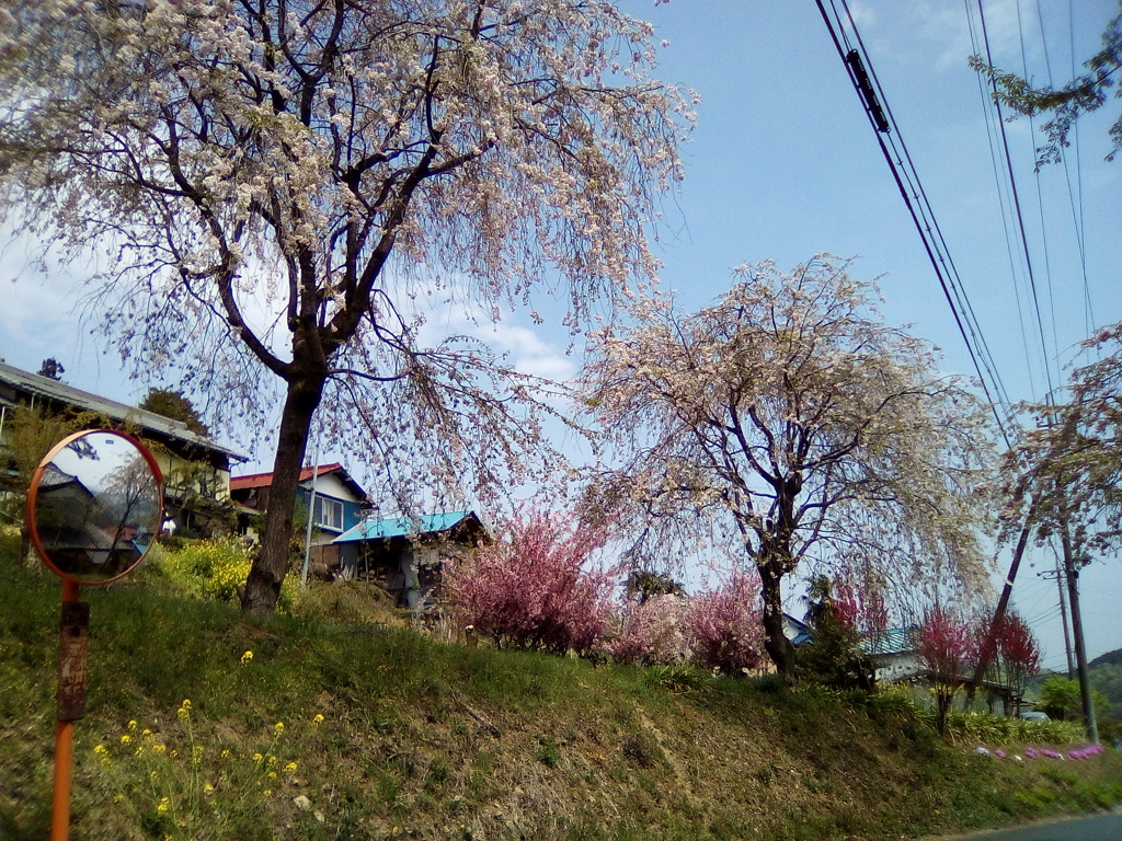 2019/04/21_外秩父山中の桜