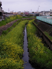 2017/04/09_芝川の菜の花