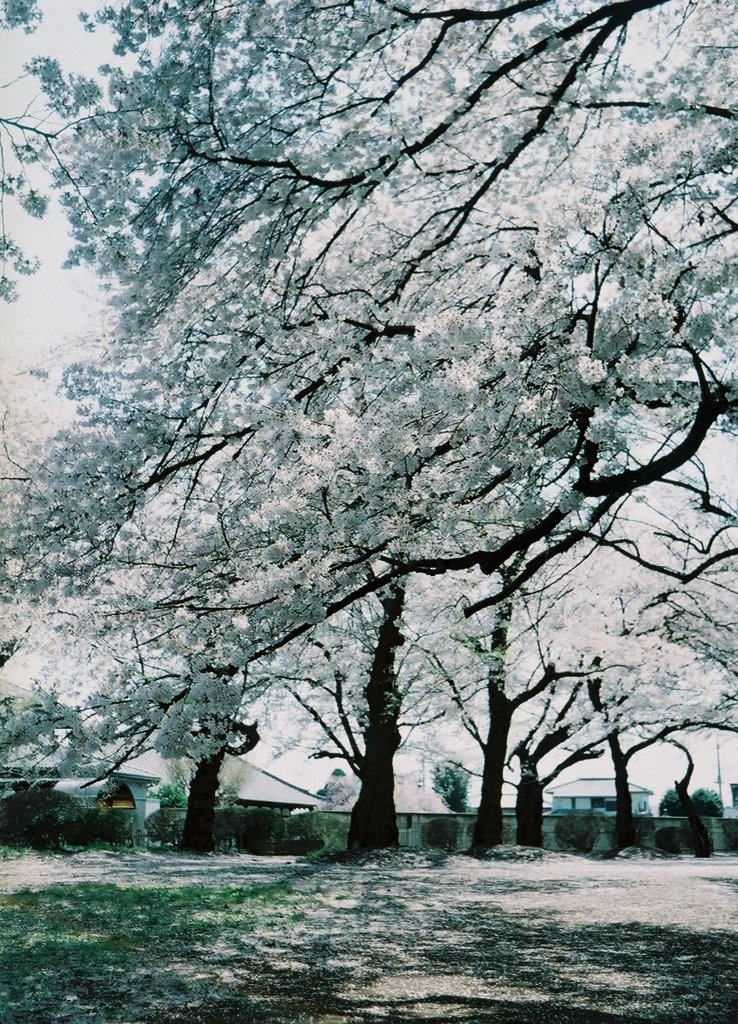 2019/04/06_氷川児童公園の桜