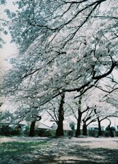 2019/04/06_氷川児童公園の桜