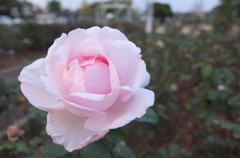 2014/10/12_伊奈バラ園の薔薇