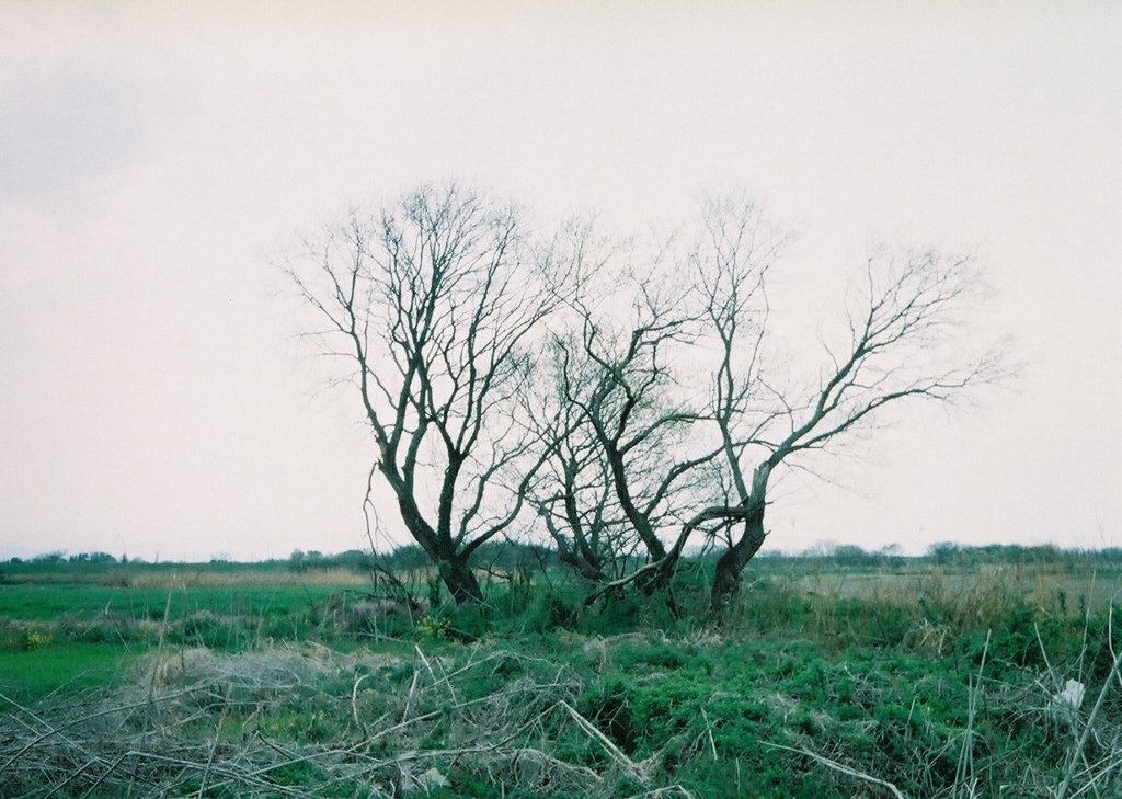 2019/04/07_原野の木