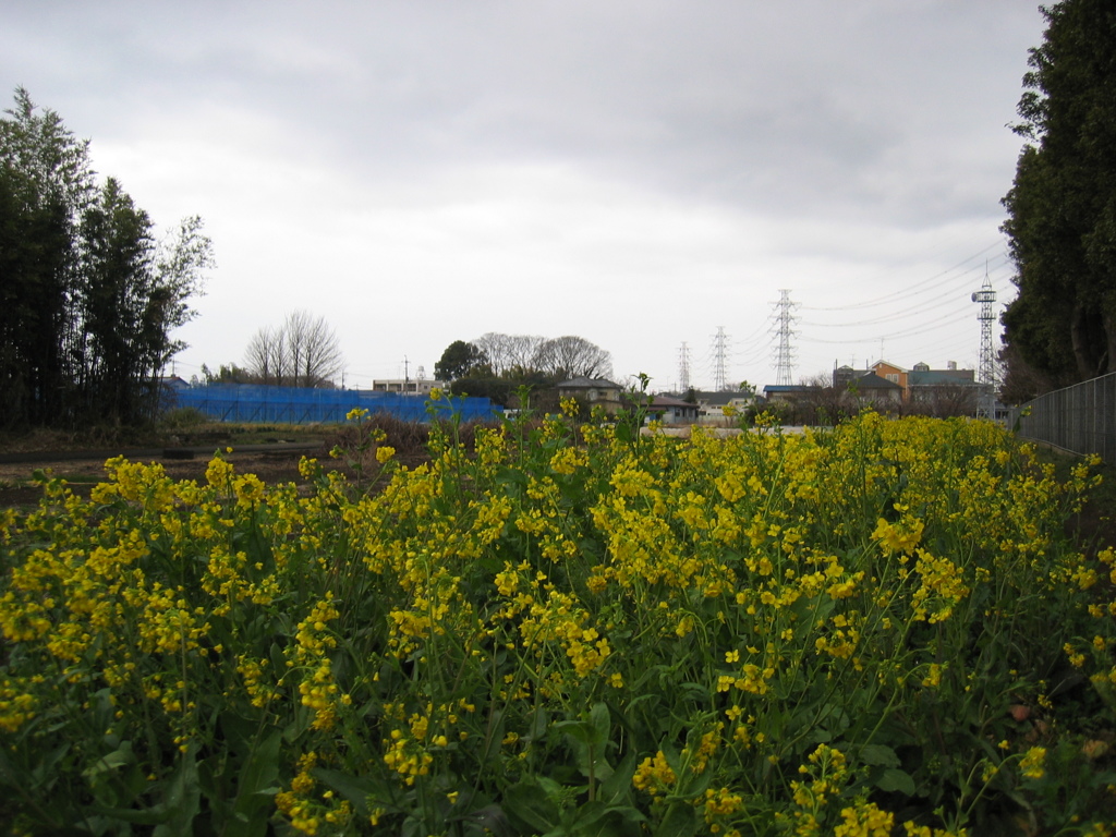 2017/04/01_曇天の菜の花