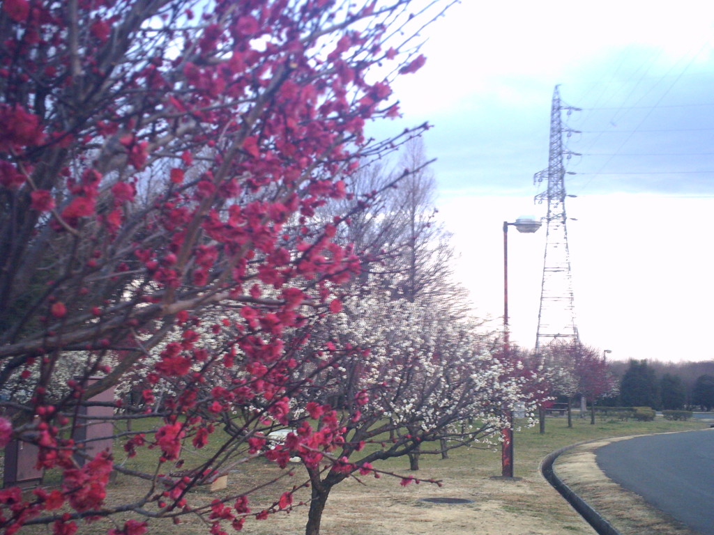 2016/02/14_花の丘農林公苑の紅白梅