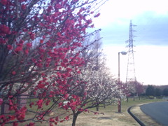 2016/02/14_花の丘農林公苑の紅白梅