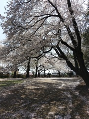 2019/04/06_氷川児童公園の桜