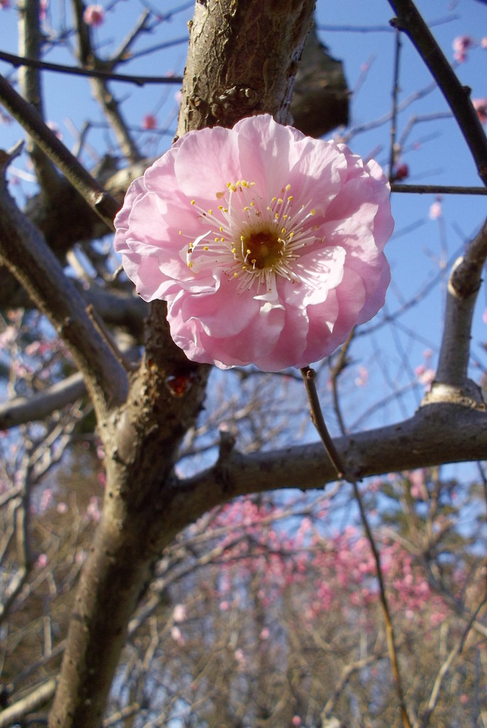 2016/03/20_農林公園の梅（楊貴妃）