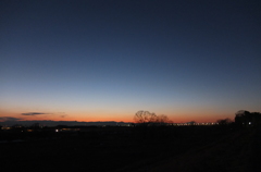 2014/02/22_夕暮れの木と太郎右衛門橋