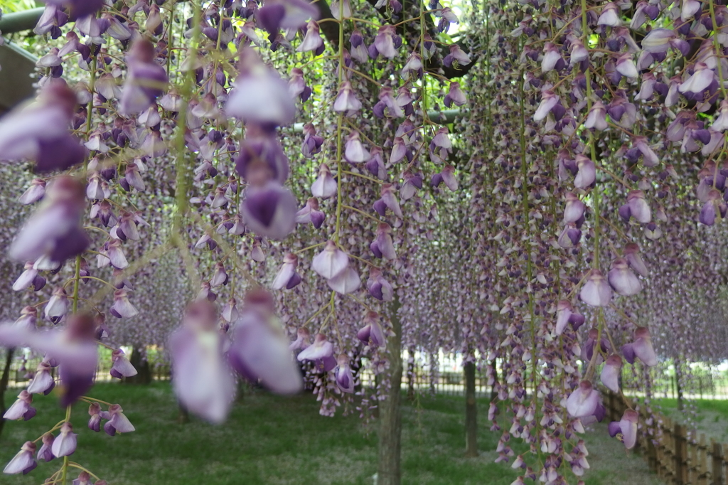 2015/05/03_玉敷公園の藤