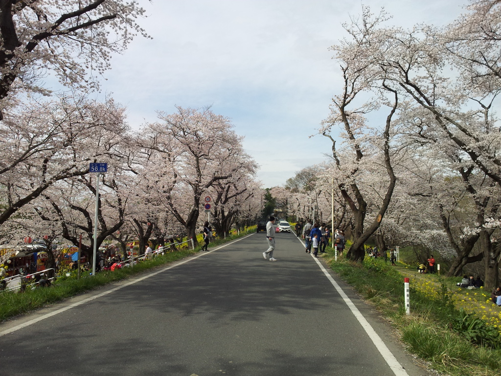 2016/04/03_城ヶ谷堤の桜と菜の花