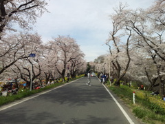 2016/04/03_城ヶ谷堤の桜と菜の花